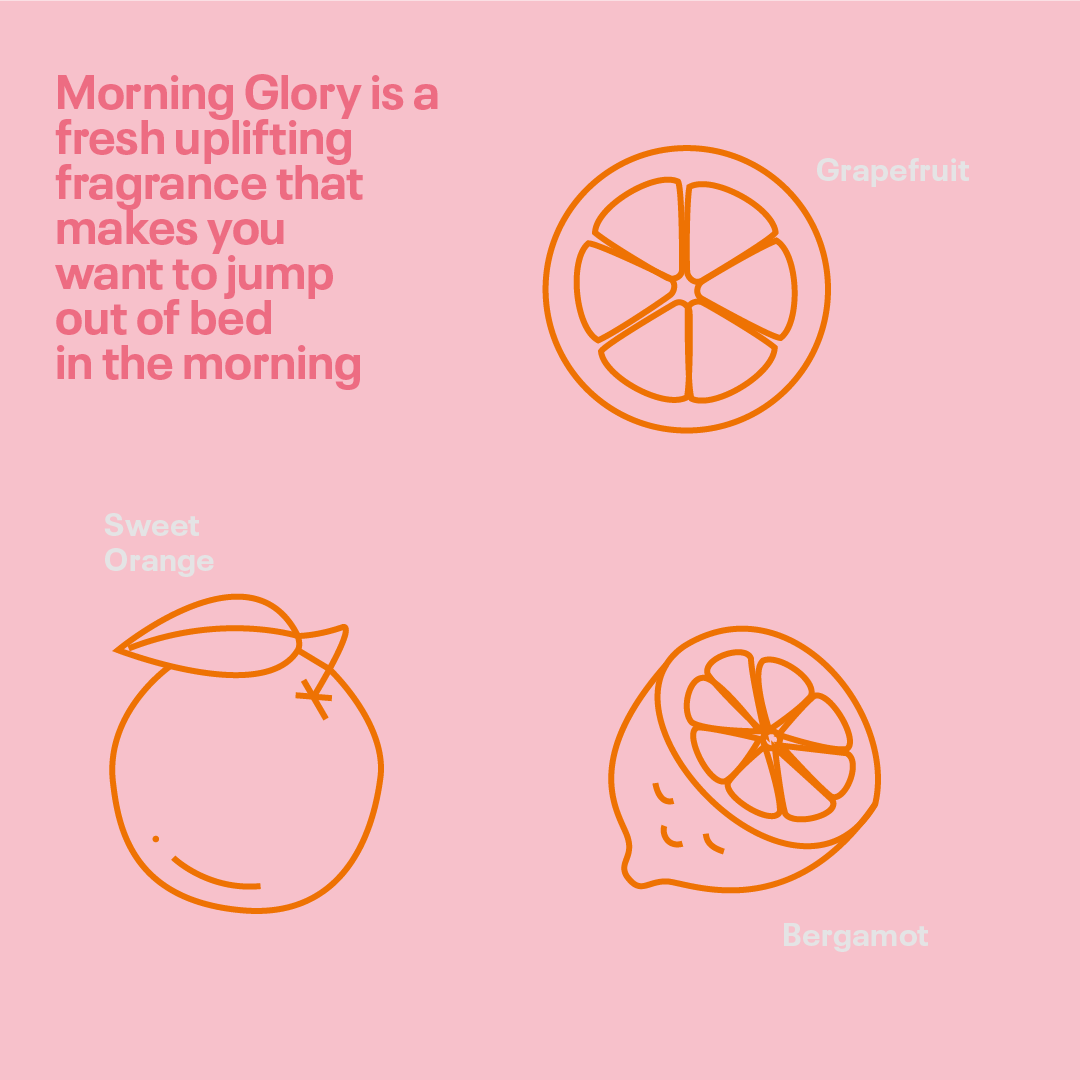 SINGLE REFILL in Morning Glory